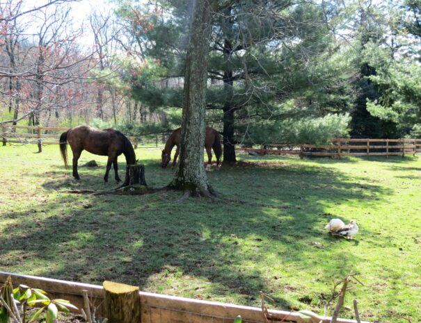 Grounds1